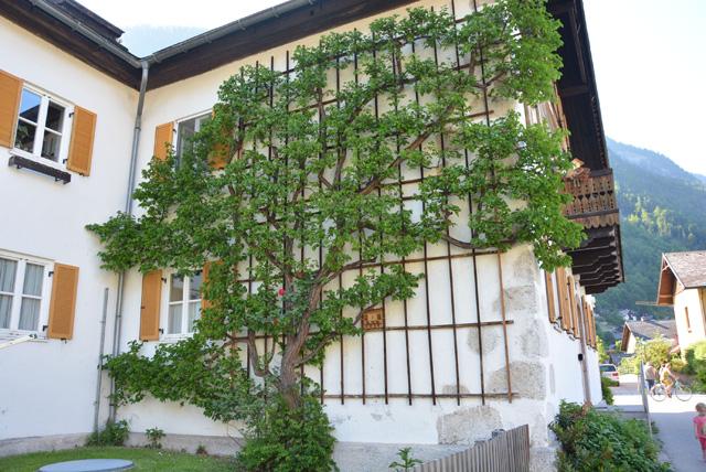 min 2015 06 04 hallstatt 091
